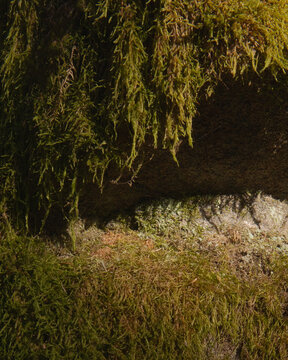 Moss covering a rock 