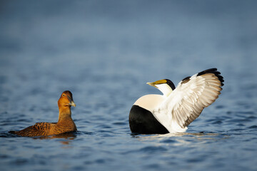 Eider Duck