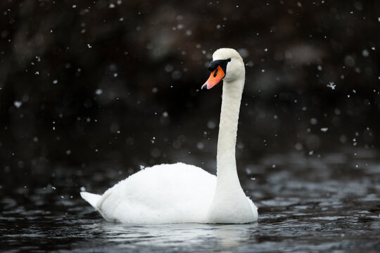 Mute Swan