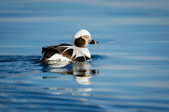 Long-tailed Duck