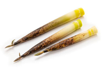 真竹、タケノコ