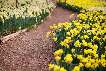 Daffodil Path