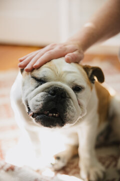 Bulldog getting petted on floor at home.