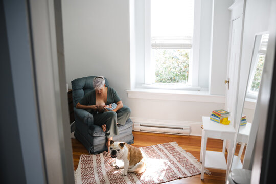 Pet bulldog watching new mom feed baby.