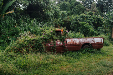 Overgrown car. Old abandoned car in rust is absorbed by nature.