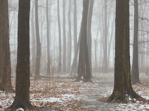 Fototapeta Suburban forest in winter