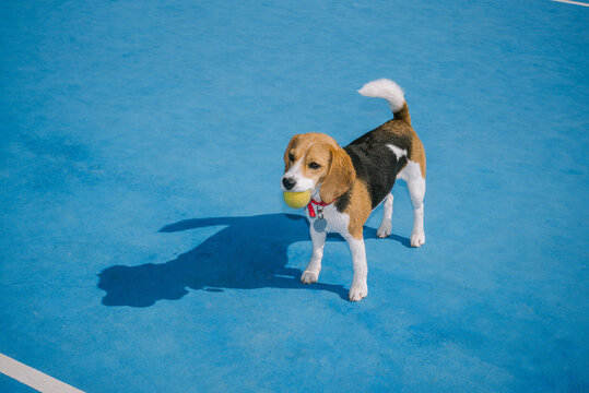 Happy beagle dog with a tennis ball in his mouth