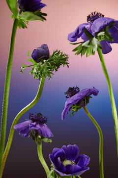 Flowers On A Gradient Blue Background