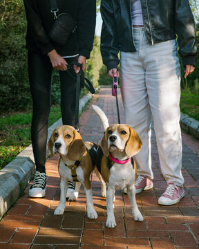 Two beagle dogs on the road near they owners