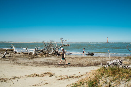 Skeletons of dead trees on beach