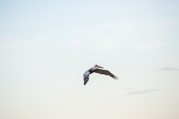 Single pelican flying through sky