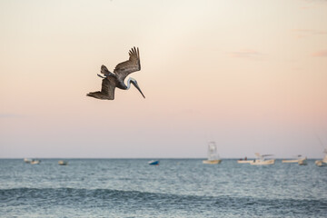 Brown pelican flying and diving fishing over Costa Rica beach ocean
