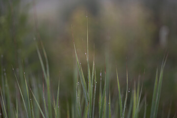 Dew drops on blades of grass