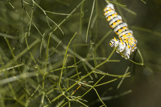 Swallowtail butterfly caterpillar on a fennel plant