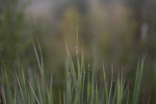 Dew drops on blades of grass