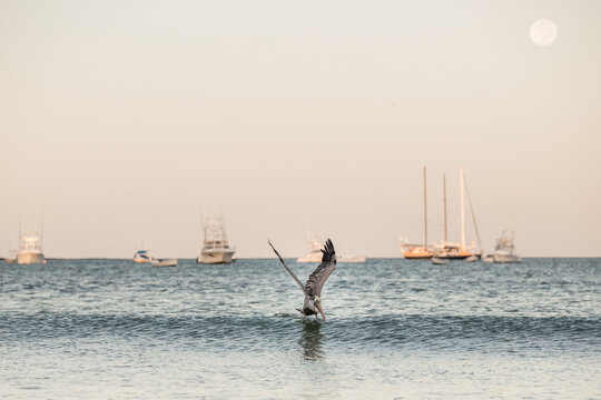 Brown pelican flying and fishing over Costa Rica beach ocean 