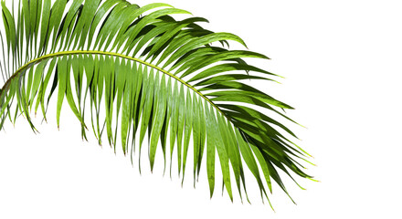 Obraz premium Isolate caribbean palm branches on transparent backgrounds 3d render png