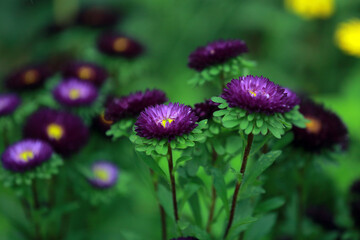 natural flowers in sri lanka