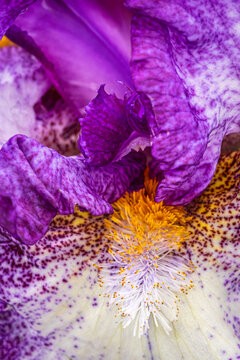 closeup of a multicolored iris