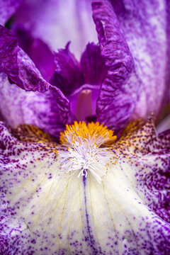 closeup of a multicolored iris