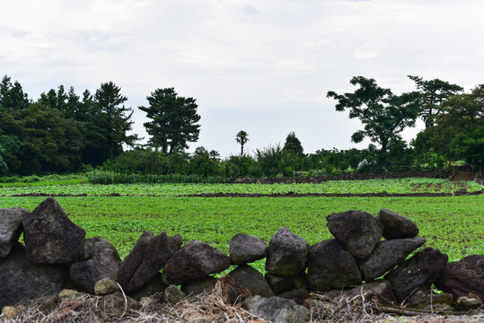 Green farm in Jeju