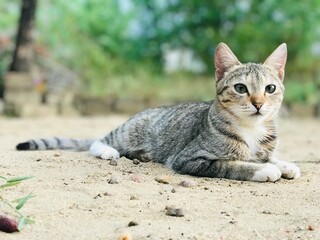 cat in the garden 