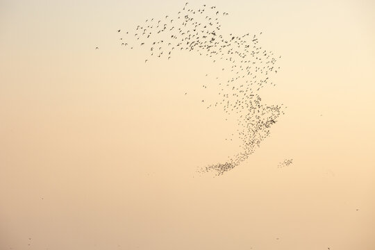 A murmuration of Knots over The Wash in the UK