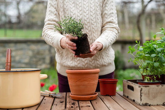 Gardener woman repotting thyme herb plant