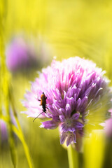 chives flowers in the garden
