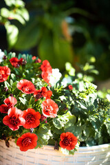nice flowers in the pot