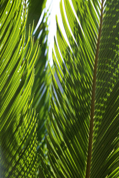 Lush, Green Sago Palm Fronds