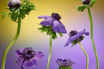 Flowers on a gradient purple yellow background