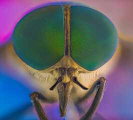 Horse Fly - Tabanidae