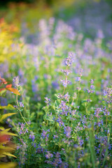 nepeta flowers in the garden