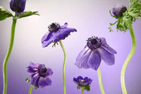 Fototapeta Flowers on a gradient purple background