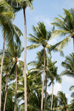 Many Palm Trees In Blue Sky