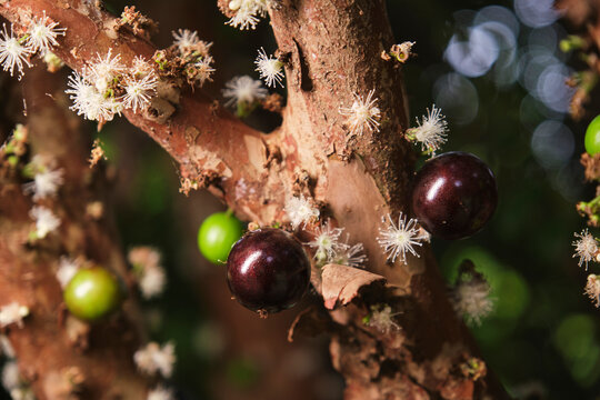 Closeup of ripe Jaboticaba flowers on a tree