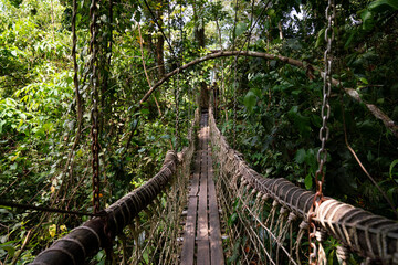 Suspension Bridge In The Jungle