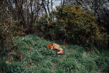 Sleeping Fox