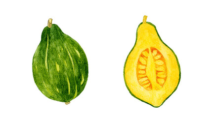 半分にカットしたロロンかぼちゃ　野菜の手描き水彩イラスト素材