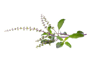 Holy Basil,Ocimum sanctum isolate transparent png