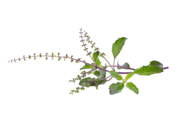 Holy Basil,Ocimum sanctum isolate transparent png