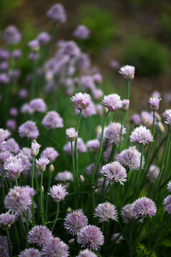 Purple Chive Blossoms In A Summer Garden