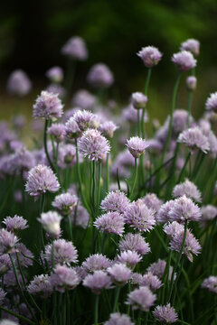 A Group Of Purple Chive Blossoms