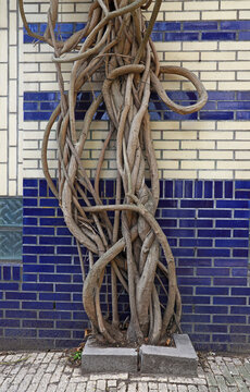 entangled roots on a wall