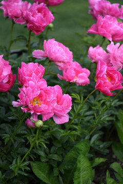 Bright Pink Peonies In A Summer Garden