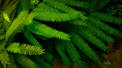Fototapeta na wymiar wallpaper hojas, verde 