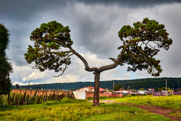 slingshot shaped tree in mexiquillo durango with cloudy sky, summer in sierra madre occidental
