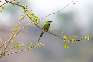 Green bee eater bird resting on a branch with use of selective focus 