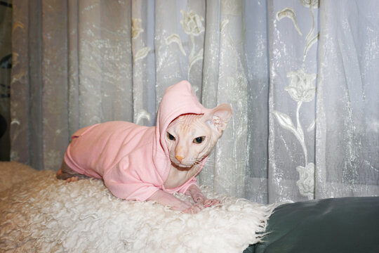 cute bald cat sphinx